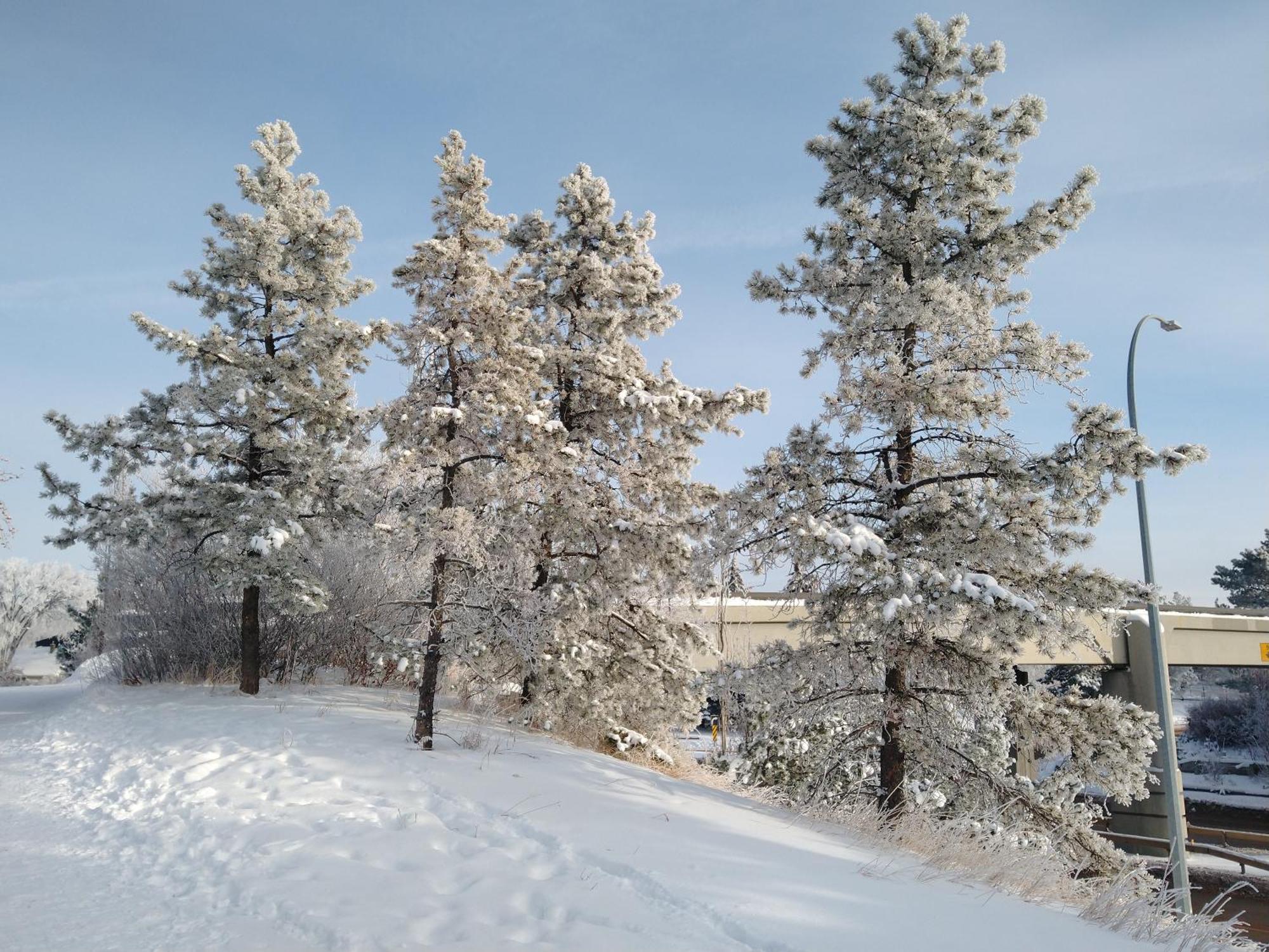 U Of A Homestay, Trails & Whyte Ave 埃德蒙顿 客房 照片